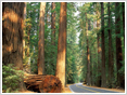 Paisaje bosque